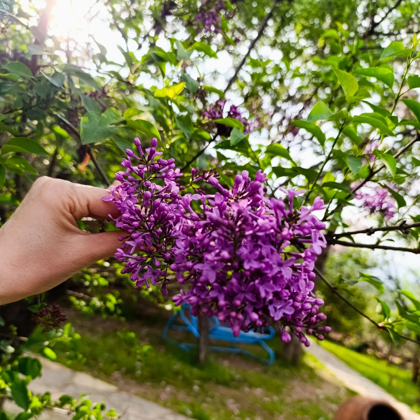 Şirince Saklı Vadi Butik Otel'de Leylakların Büyüsü